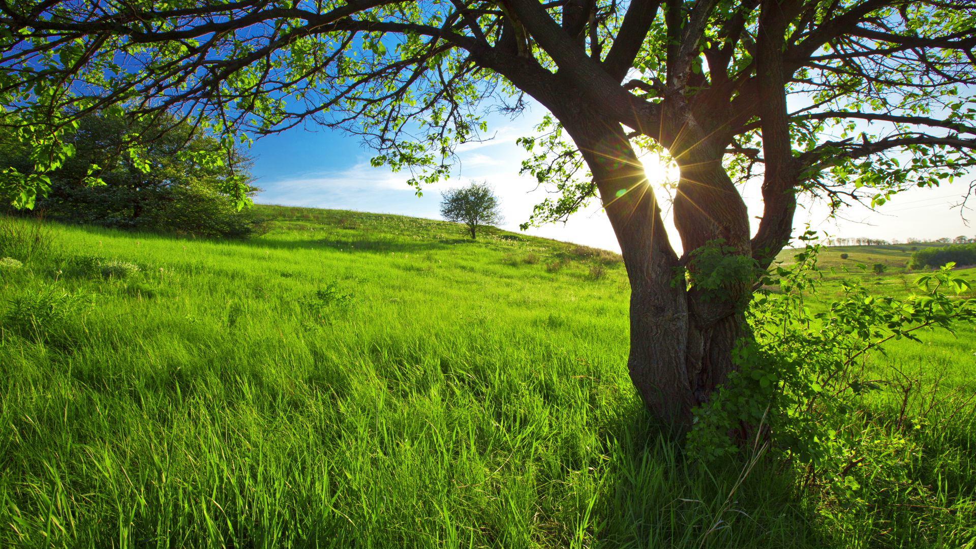 Tree Field